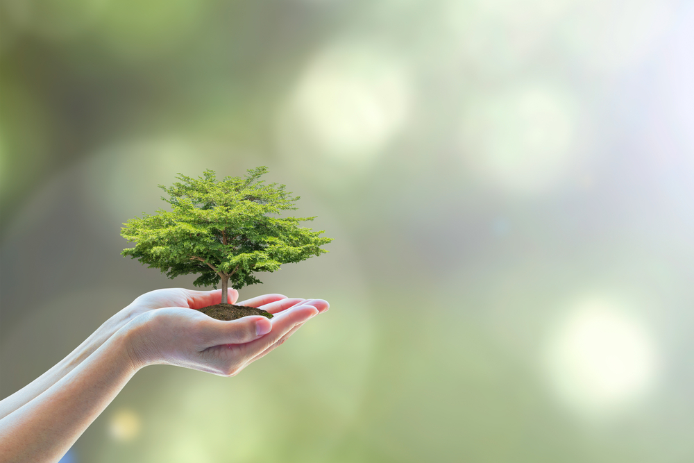 A woman's hand holding a small green tree on a bokeh background.